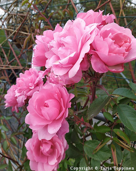 Rosa 'John Davis', puistoruusu